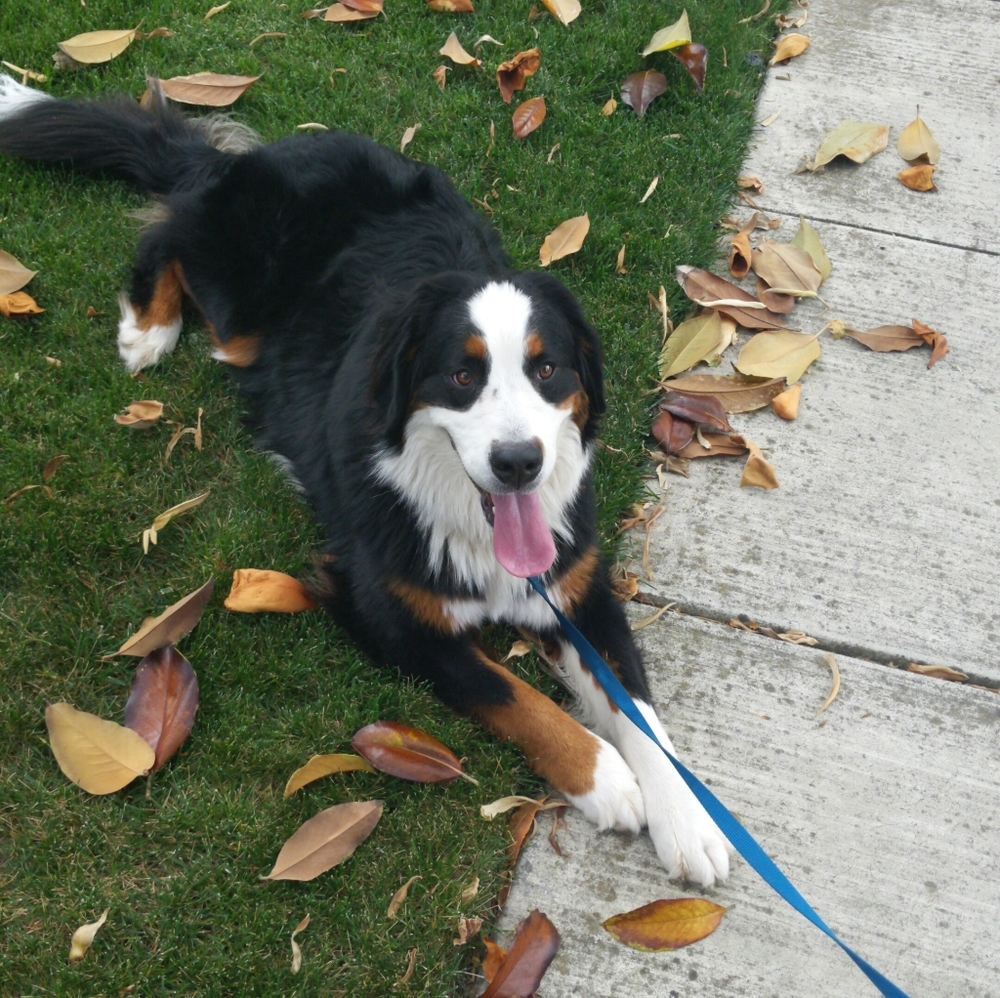 Meet your Posher, Ellen